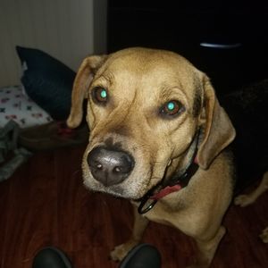 Meet your Posher, Blake